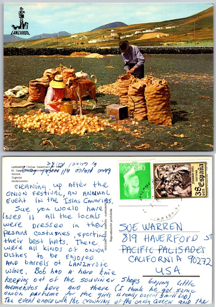 Continental Onion Harvest Lanzarote Spain Postcard
