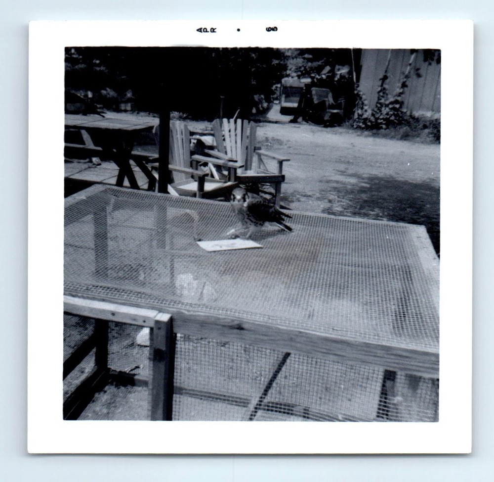 Old Vintage Square Photo BIRD HAWK SITTING ON CAGE IN YARD ANTIQUE SNAPSHOT