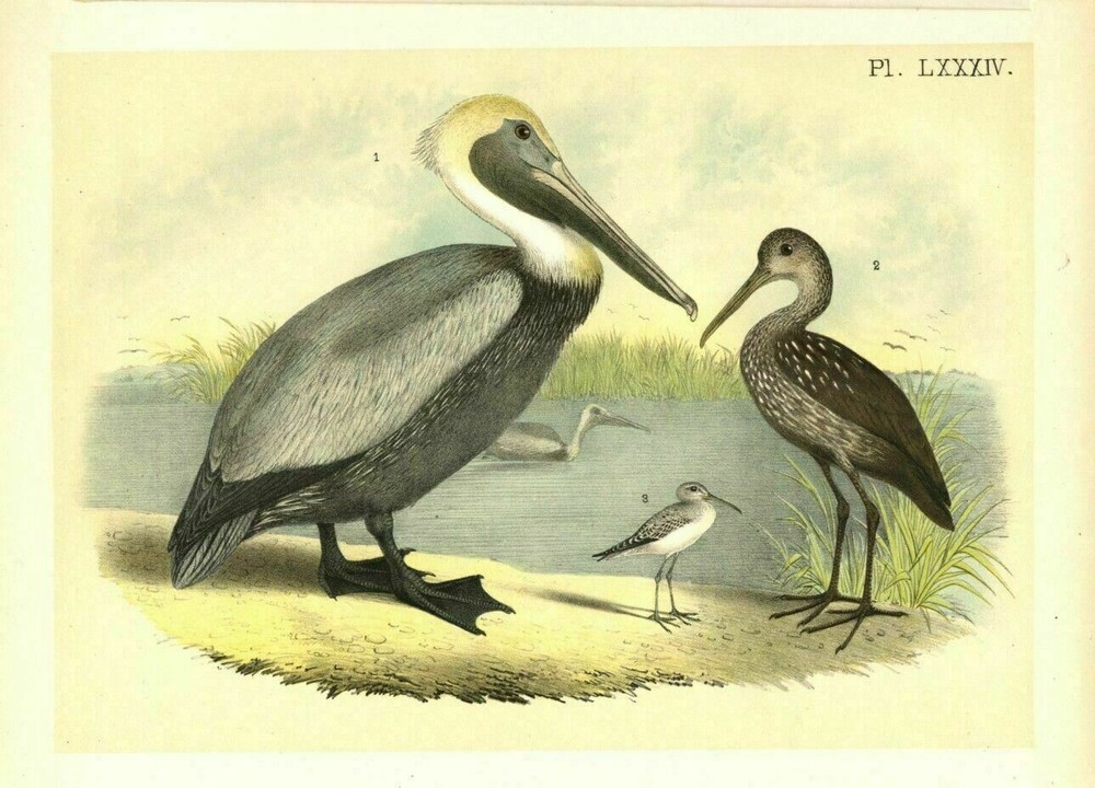 Pelican The Brown Pelican Caran - Crying Bird - Courlan Stilt Sandpiper Wetlands