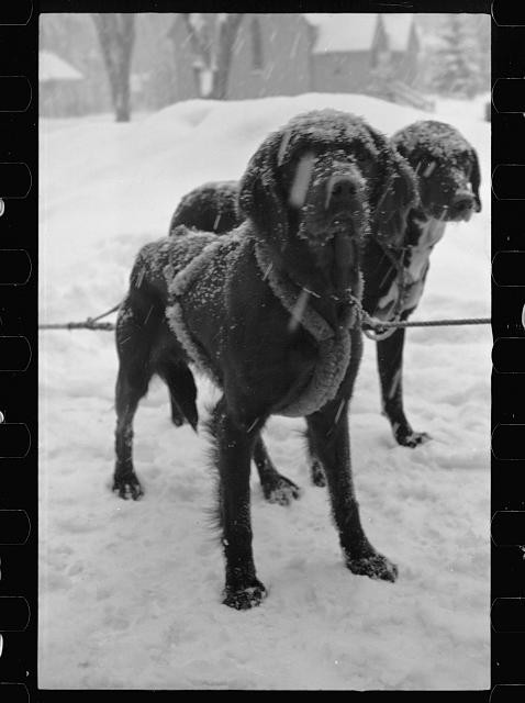Photo:Lancaster New Hampshire 1936 Snow Carnival Sled Dogs in Snow