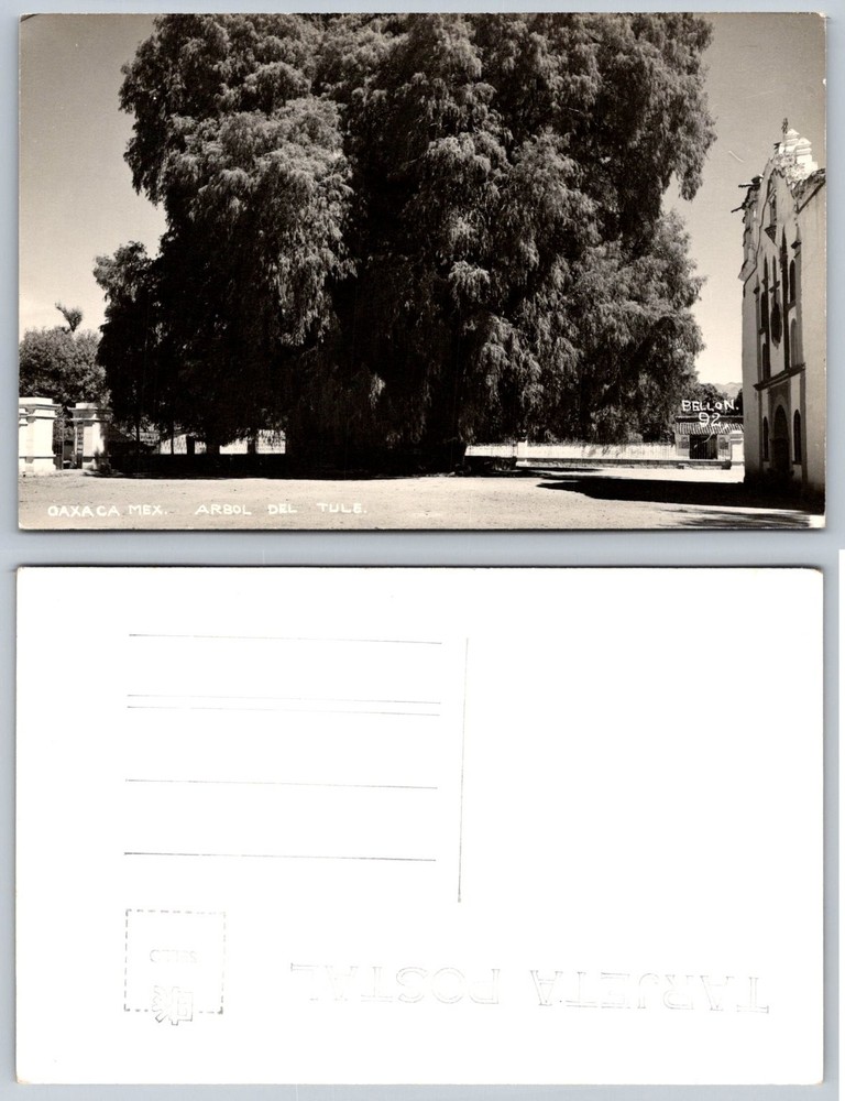 Oaxaca Mexico El Arbol del Tule Real Photo Postcard RPPC Giant Tree Church
