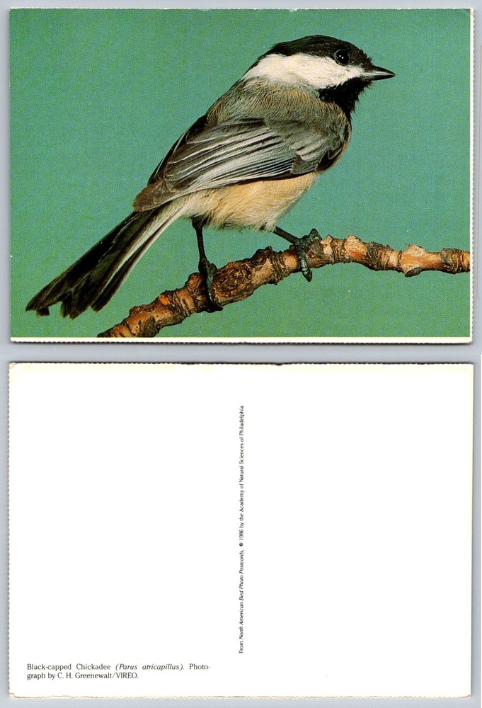 1986 Black-capped Chickadee Bird Postcard - Academy of Natural Sciences Photo-image