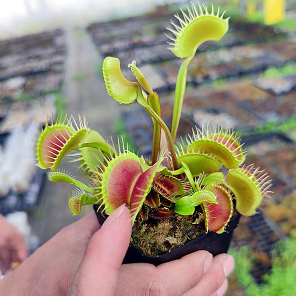 1 Pack 100 Venus Flytrap Seeds Dionaea muscipula Seed Flycatcher Garden Bons ✨