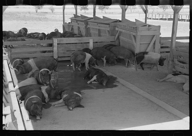 Casa Grande Valley Farms,Pinal County,Arizona,AZ,Farm Security Admin,FSA,29