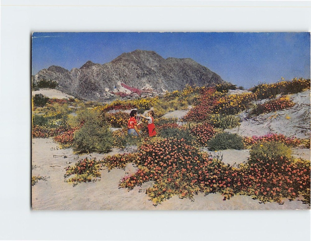 Postcard Wild Flowers on the Desert