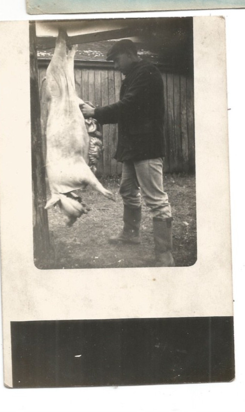 Rppc Hanging Hog Pig Butcher Pig Insides Showing Real Photo Postcard Butchering