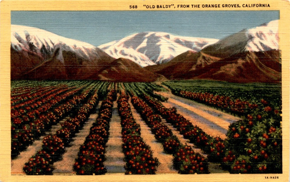 OLD BALDY, ORANGE GROVES, CALIFORNIA, LOS ANGELES, Postcard