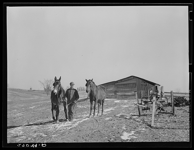 Photo:Gallatin County Illinois 1939 Rehabilitation client mule horse farm