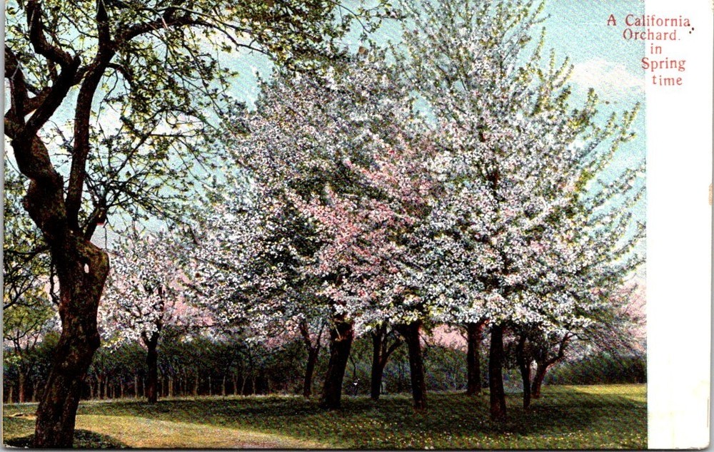 1906 Blossoming Orchard in Springtime Los Angeles California Vintage Postcard