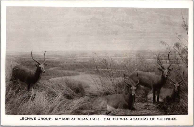 1940s CALIFORNIA ACADEMY OF SCIENCES San Francisco RPPC Postcard 