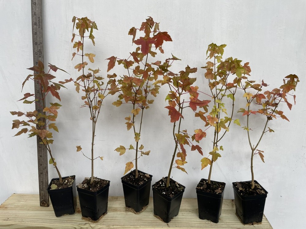 9 Trident Maple Seedlings