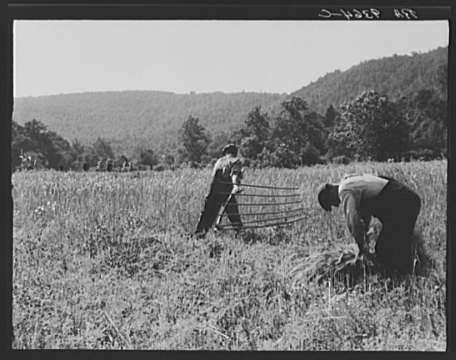 Sperryville Virginia 1940s Farm Workers Hay Harvest Rappahannock County