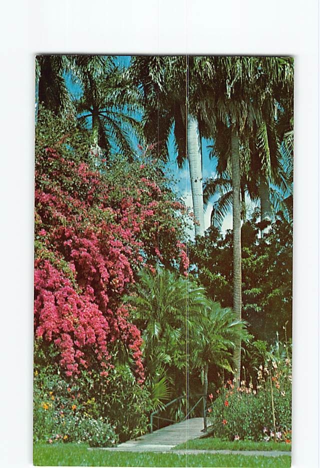 Postcard Bougainvillea Sunken Gardens Florida USA