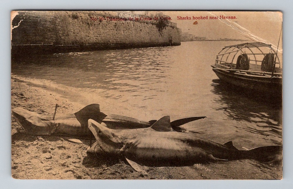 Cuba- Havana Sharks Hooked Near Havana Advertising Card Postal Vintage Postcard