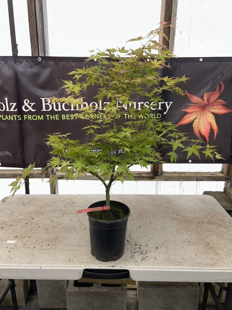 Acer palmatum 'Ruben' Pink Japanese Maple 1 Gallon-image