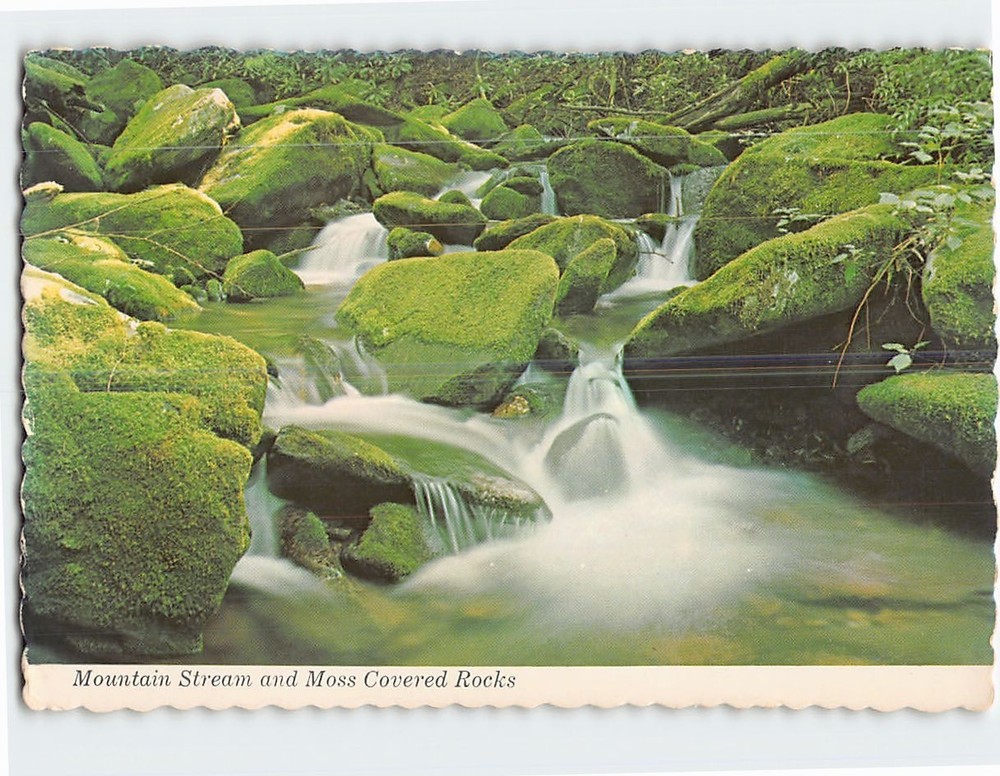 Postcard Mountain Stream & Moss Covered Rock Great Smoky Mountains National Park