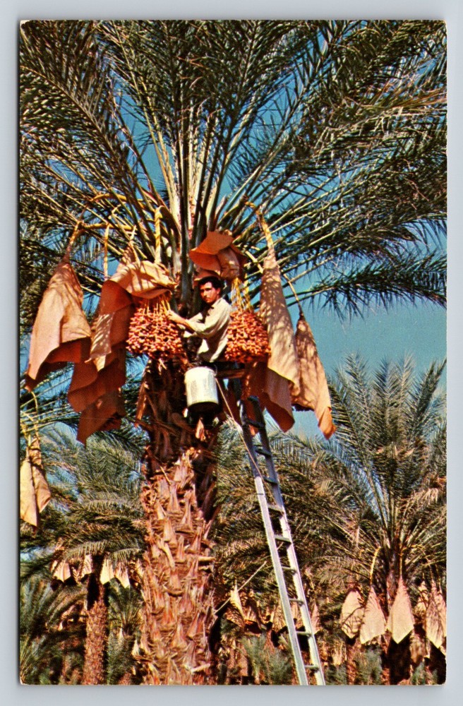 VINTAGE Postcard: Man On Ladder Getting The Date Harvest
