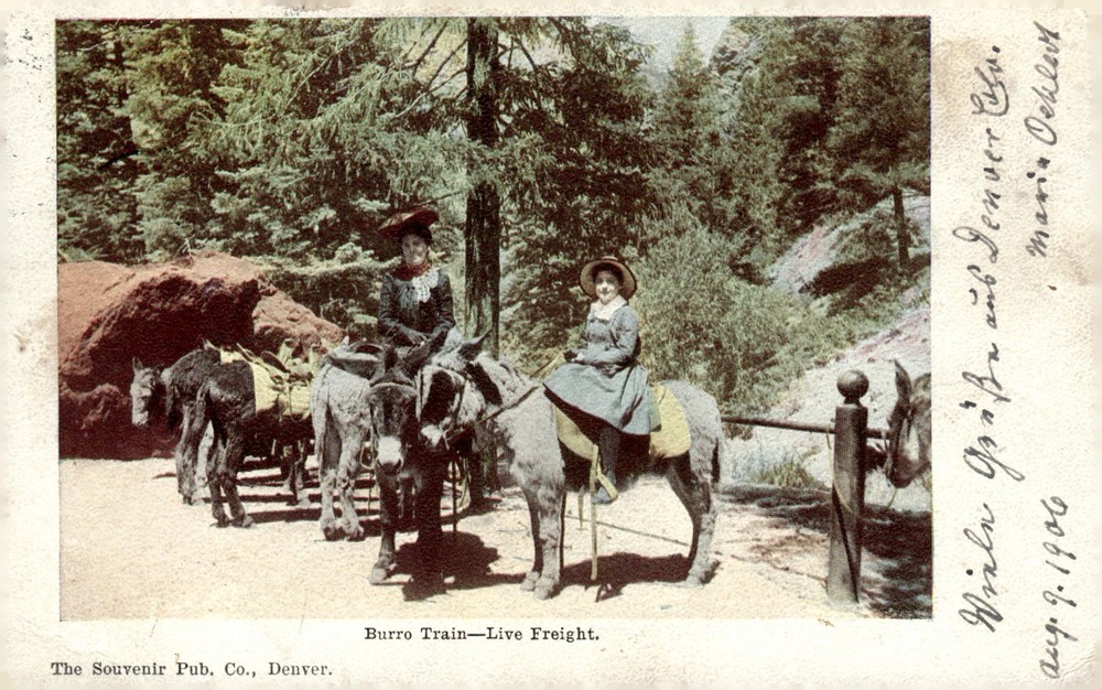 1906 Souvenir Pub Co Denver Colorado Women Burro Train Live Freight Postcard