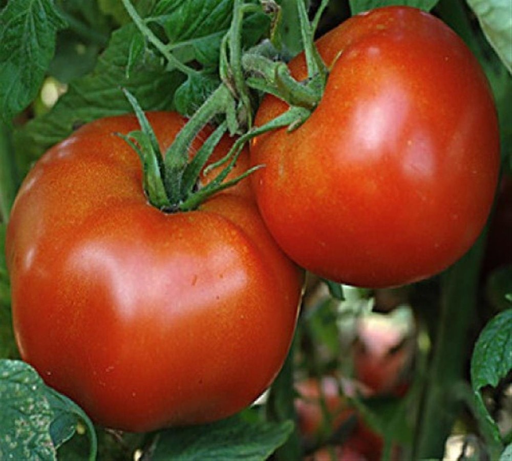 Marglobe Tomato Seeds, Heirloom, NON-GMO, Perfect Tomato, Salads, Variety Sizes