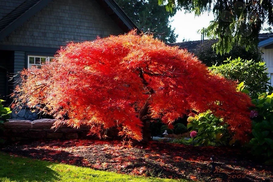 Japanese Maple Tree “Orangeola” Acer Palmatum Live Tree Orange Ornamental-image