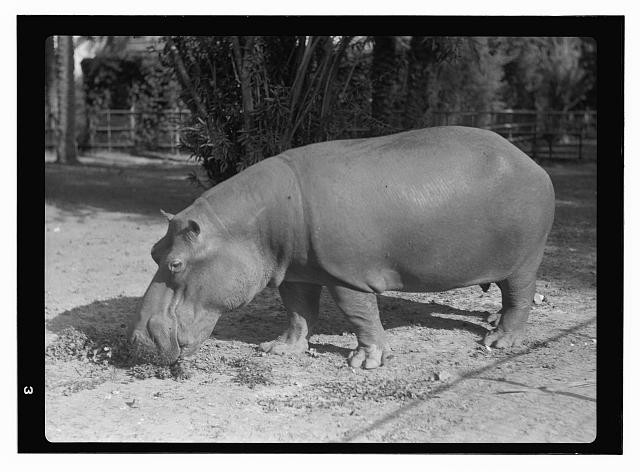 Photo:Africa 1936 Hippo Hippopotamus Zoo Photograph