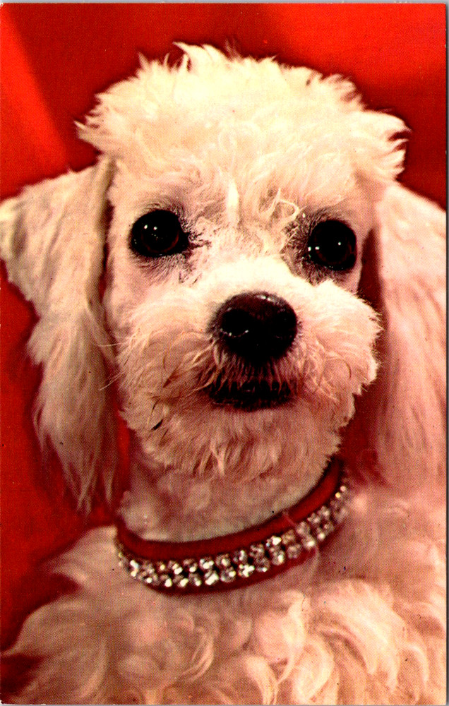 Vintage Postcard Poodle Wearing Rhinestone Collar
