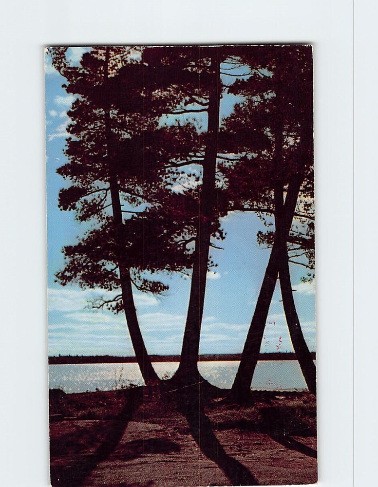 Postcard Lake Nature Scene Minnesota USA