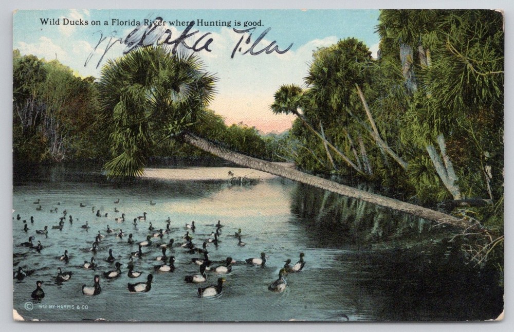 1913 Wild Ducks Florida River Welaka FL Postcard 1918 Postmark
