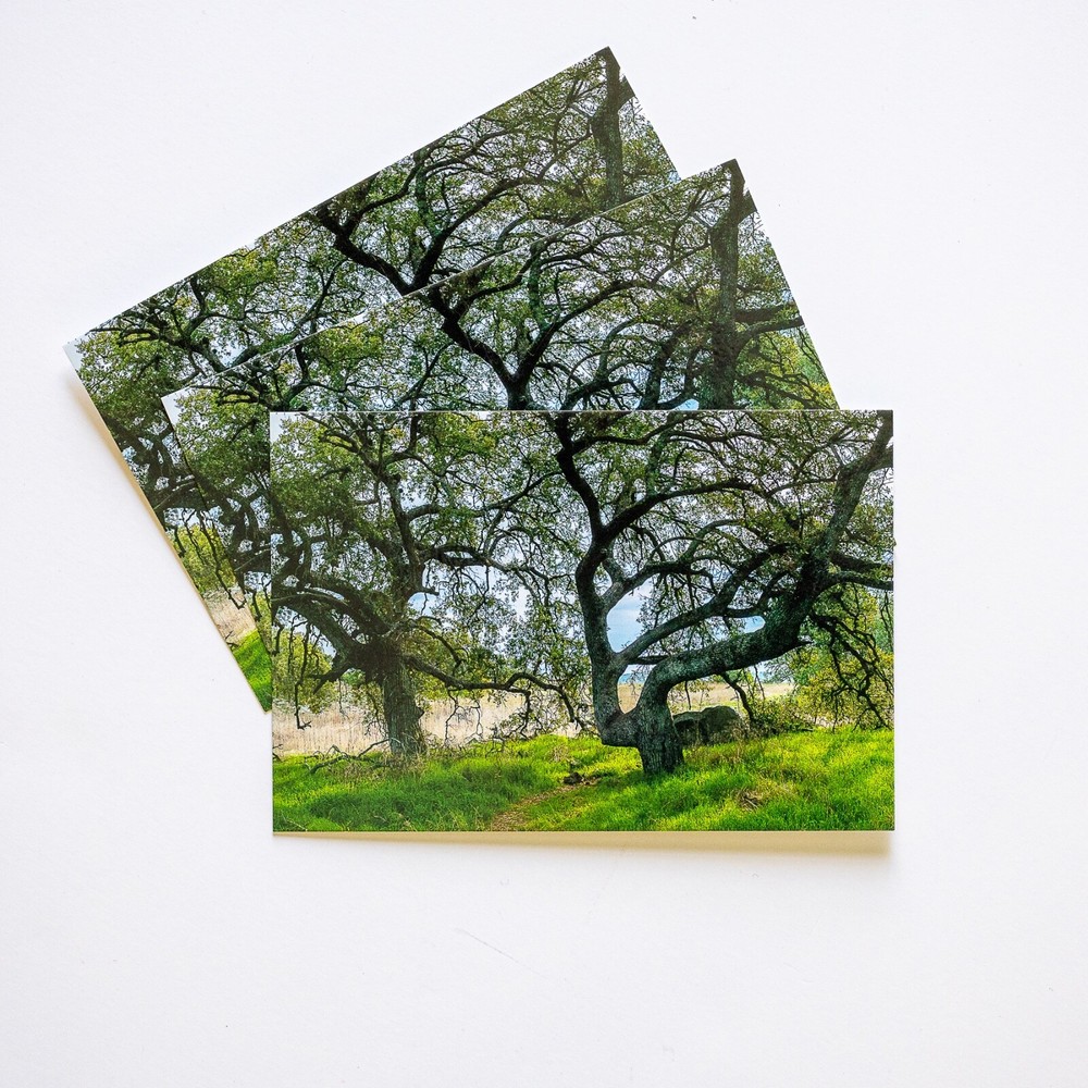 Trees Photo 4x6 Postcard, Sylvan Meadows, 1 5 10 or 25 Postcard Lot Postcrossing