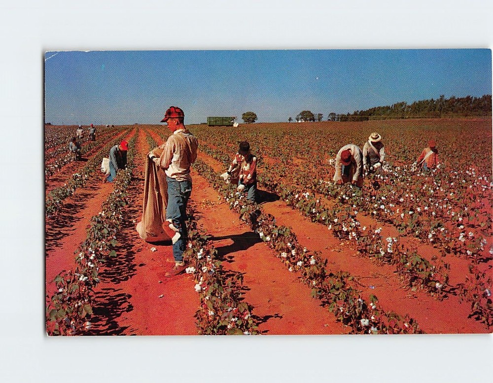 Postcard Farmers Picking Cotton
