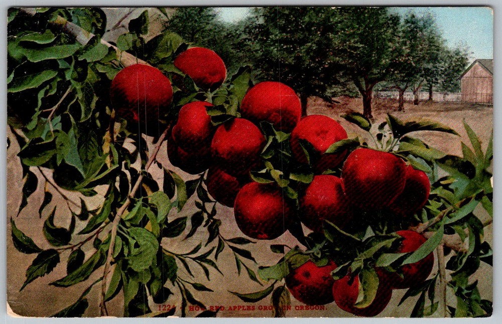 Antique Postcard Apple Branch Cluster Hood River, OR 1910s