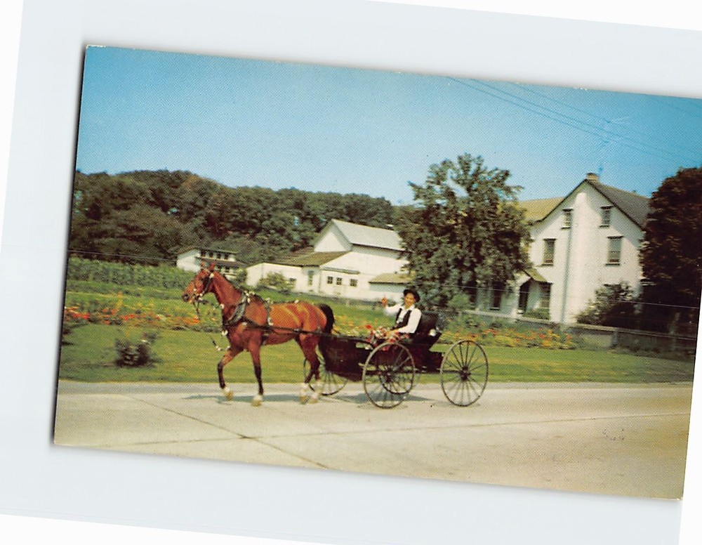 Postcard Amish Boy on Horse & Buggy Pennsylvania USA