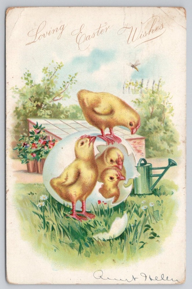 Raphael Tuck Easter Chicks Postcard 1908 Coatesville PA Posted