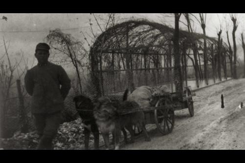 Dogs of war,Soldier with 2 dogs pulling wagon,Italian Front,WWI,Italy,1914-1918