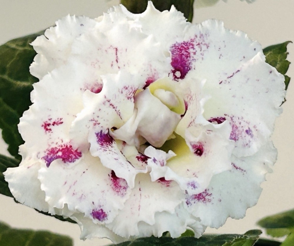 Gloxinia EN- Genius  . Large  starter plant in buds  . AV- Kin. Very Rare!