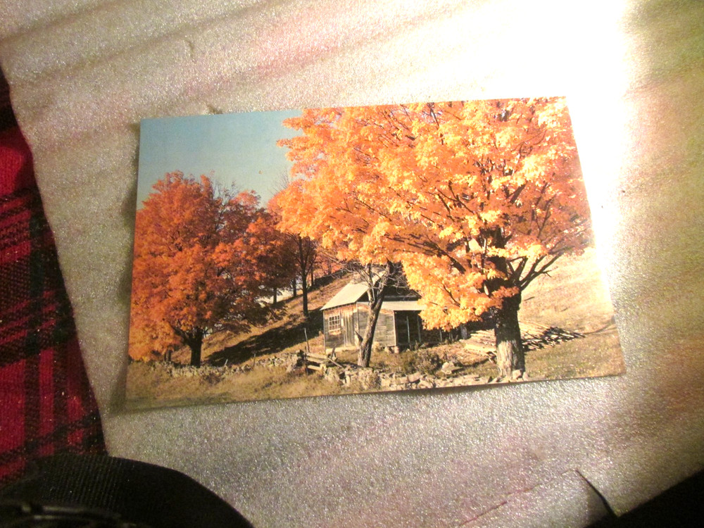 Magnificent Fall Foliage Scene In Vermont - Oversized Postcard