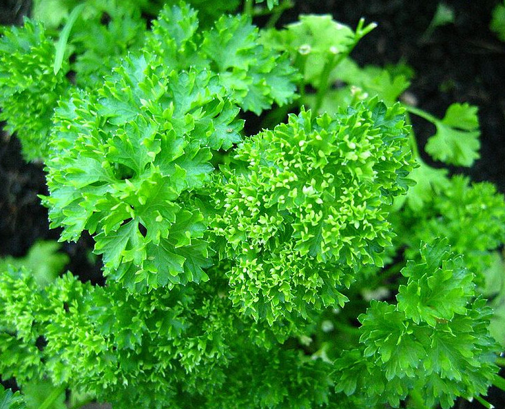 144 PARSLEY TRIPLE CURLED HERB Live Plants Plugs Garden Planters AV