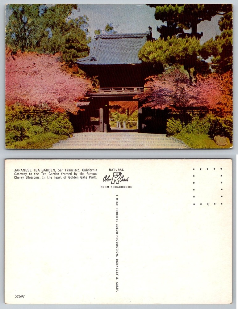 Japanese Tea Garden San Francisco Cherry Blossoms Golden Gate Park Postcard
