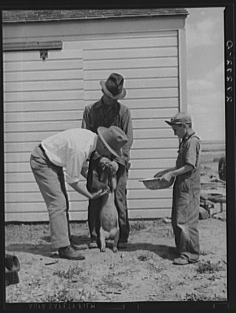 Fairfield Bench Farms,Montana,Teton County,Farm Security Administration,FSA,14