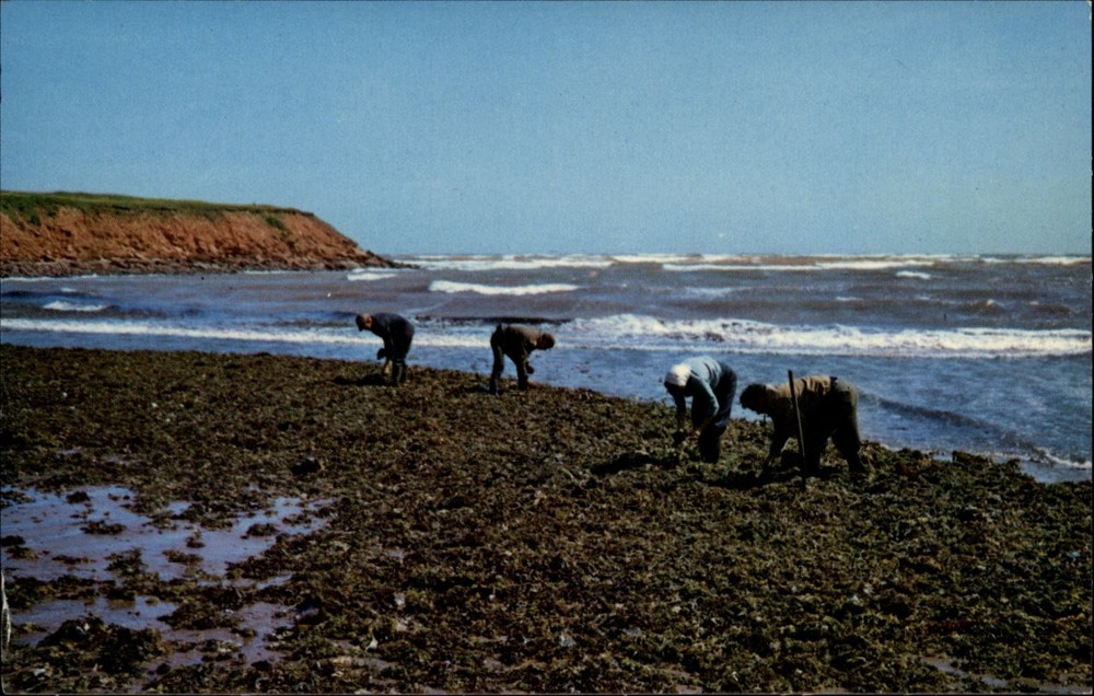 Gathering Irish Moss North Rustico Prince Edward Island Canada postcard s023
