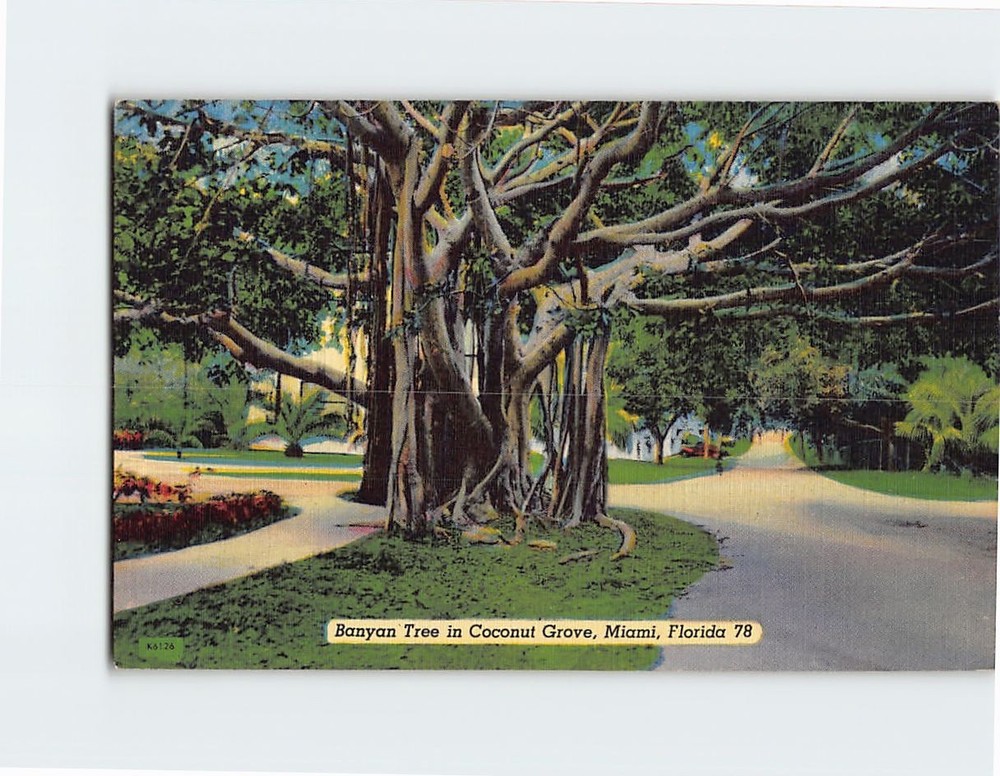 Postcard Banyan Tree in Coconut Grove Miami Florida USA