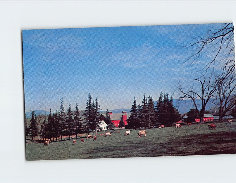 Postcard Cows Grazing Farm Scene