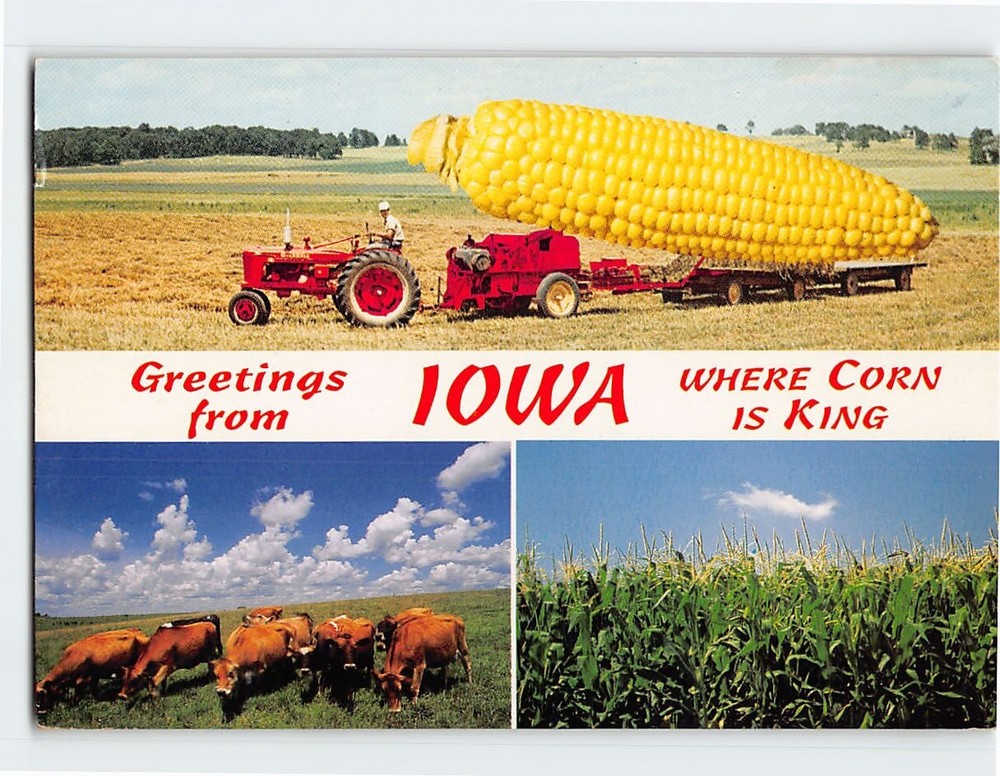 Postcard Where Corn Is King Greetings from Iowa USA