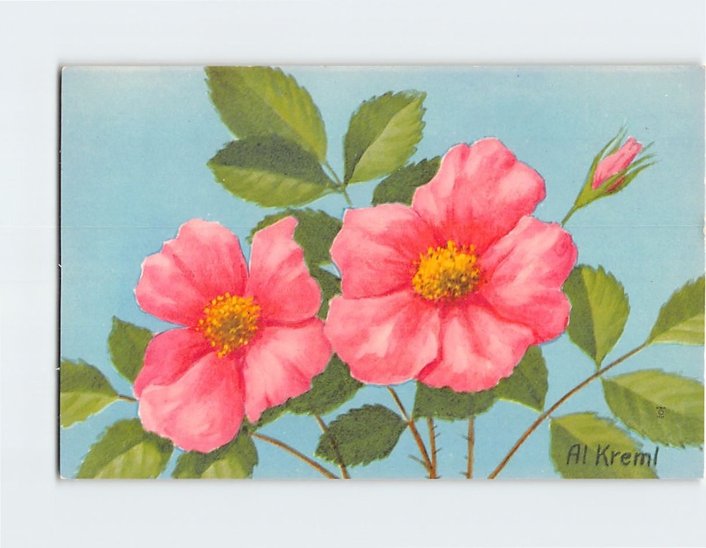 Postcard Wild Rose Flower Art Print