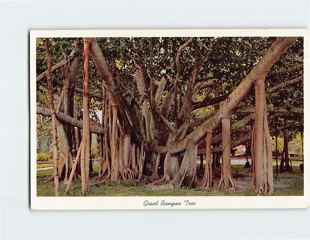 Postcard Giant Banyan Tree In Tropical Florida