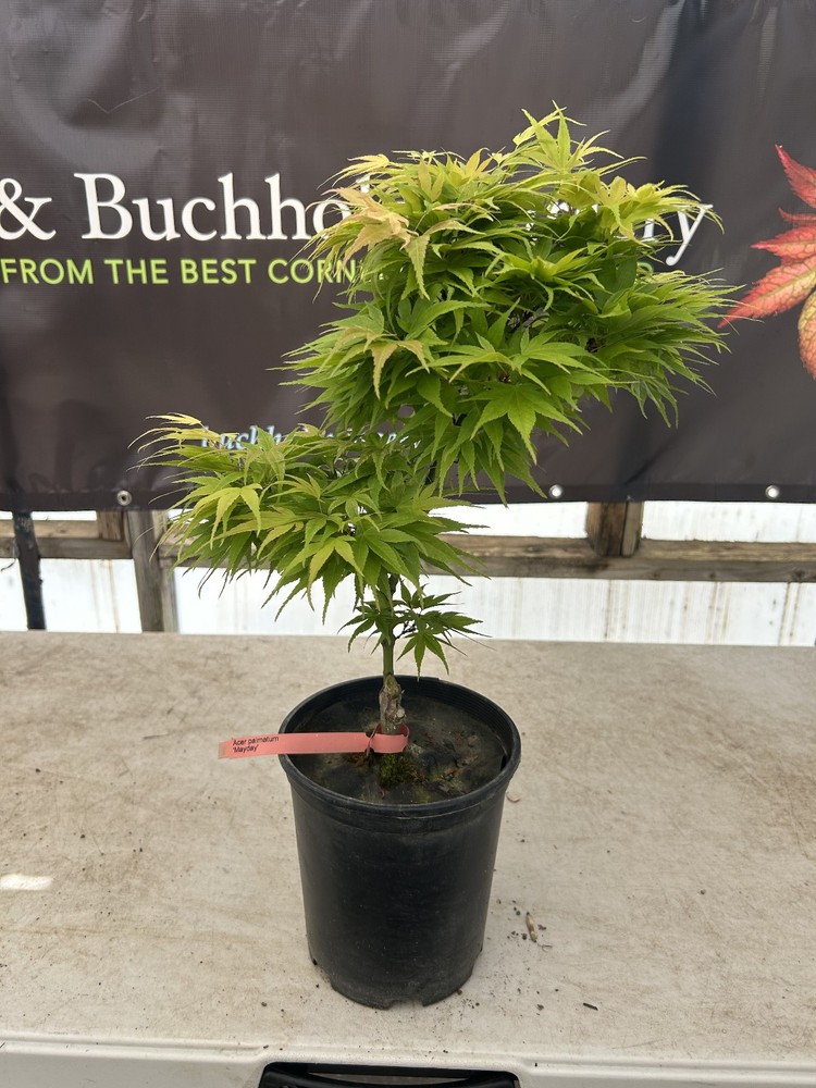 Acer palmatum 'Mayday' Rare Japanese Maple 1 Gallon-image