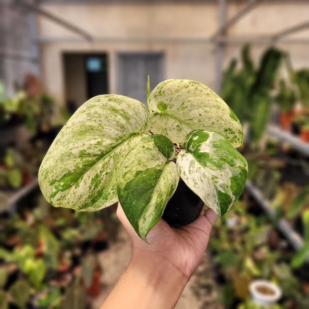 Real Picture Scindapsus Cream Blue Rare Plant