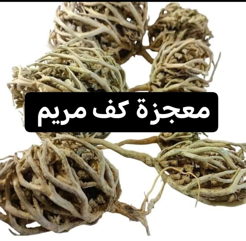 Rose of Jericho Flower of Maryam Anastatica hierochuntica 100 g كف مريم