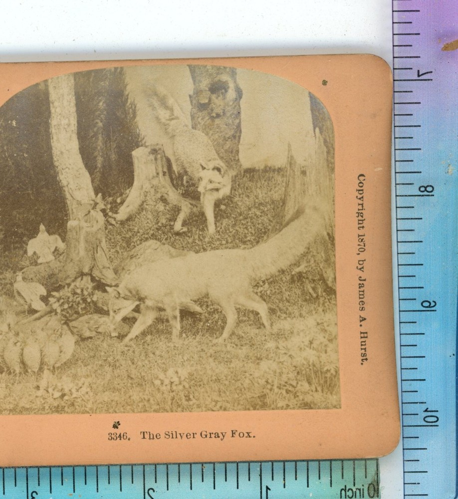 Animals The Silver Grey Fox B.W. Kilburn Stereoview