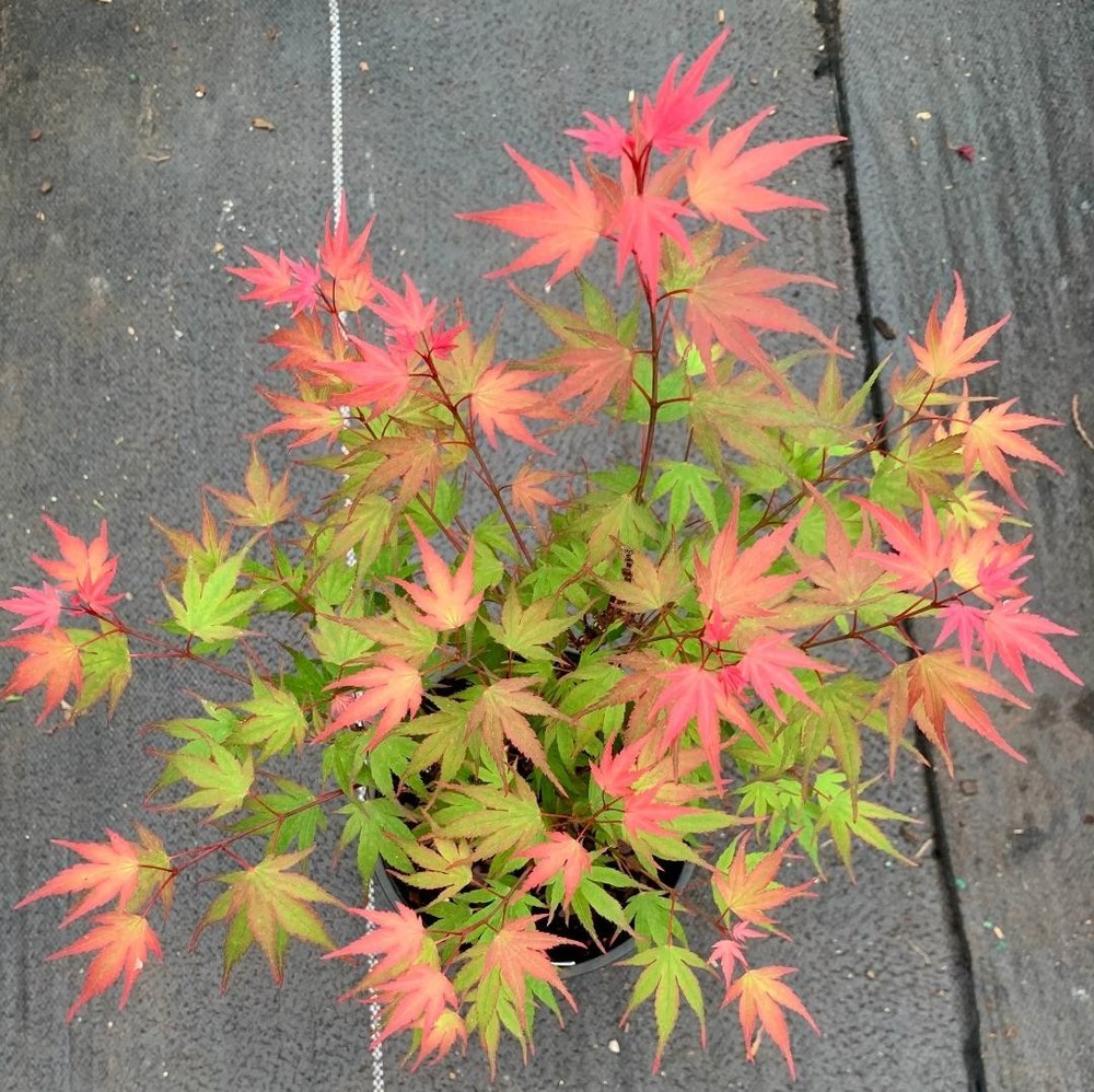 Acer palmatum 'Kuro hime' (Kuro hime Japanese Maple)-image
